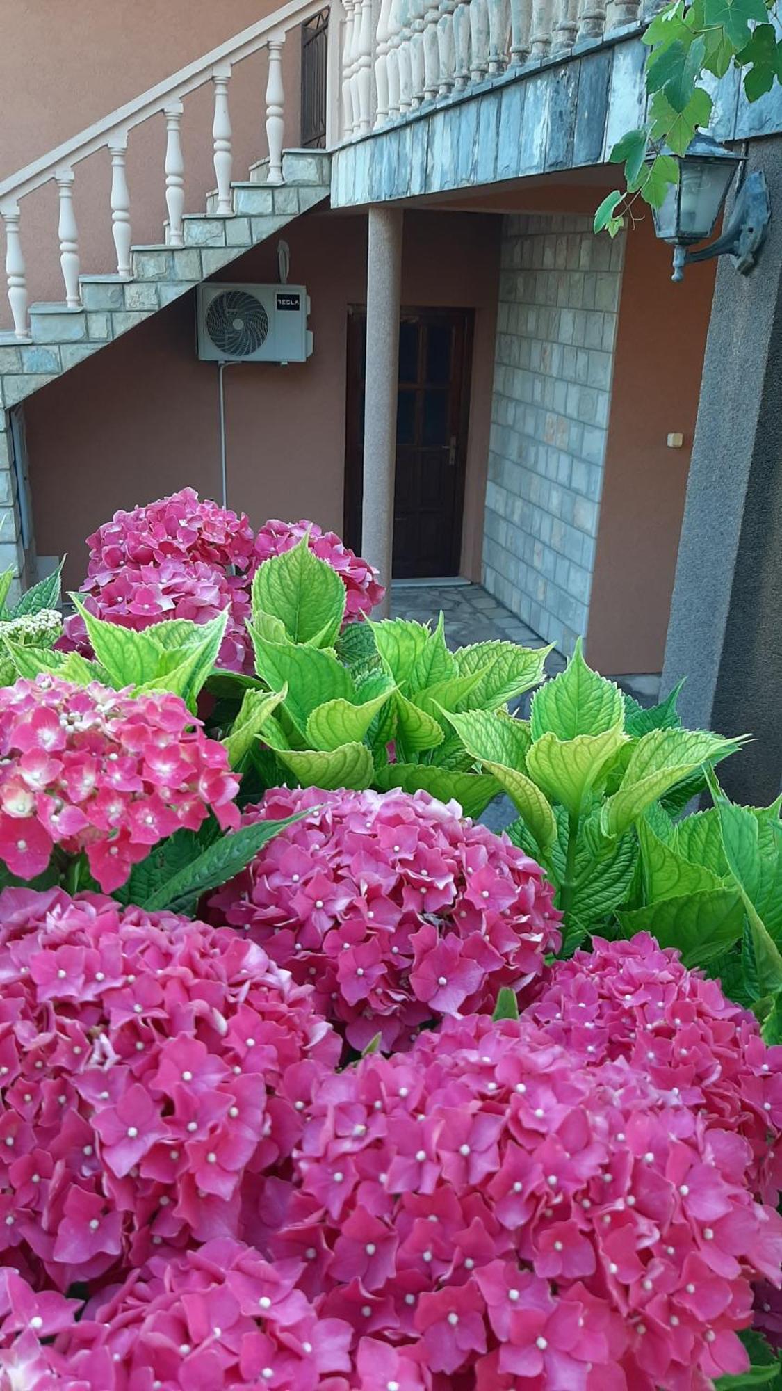 Apartmani "Dukic" Pelinovo Rum bild